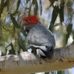 Callocephalon fimbriatum at Tennent, ACT - suppressed