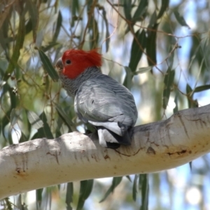 Callocephalon fimbriatum at Tennent, ACT - suppressed