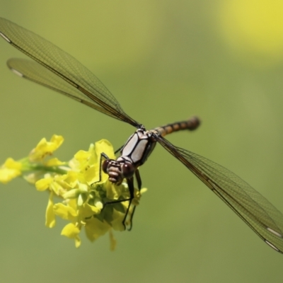 Diphlebia nymphoides (Arrowhead Rockmaster) at Gigerline Nature Reserve - 30 Nov 2022 by RodDeb