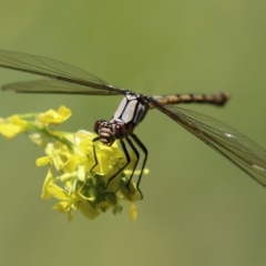 Diphlebia nymphoides at Tennent, ACT - 30 Nov 2022