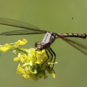 Diphlebia nymphoides at Tennent, ACT - 30 Nov 2022