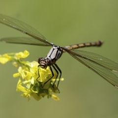 Diphlebia nymphoides at Tennent, ACT - 30 Nov 2022