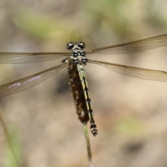 Diphlebia nymphoides (Arrowhead Rockmaster) at Tennent, ACT - 30 Nov 2022 by RodDeb