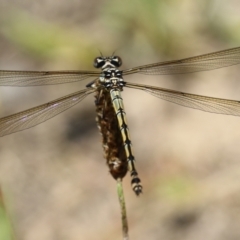 Diphlebia nymphoides at Tennent, ACT - 30 Nov 2022