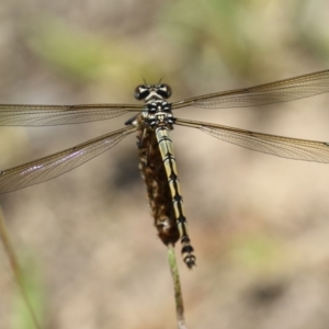 Diphlebia nymphoides at Tennent, ACT - 30 Nov 2022