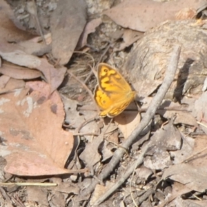 Heteronympha merope at Yass River, NSW - 1 Dec 2022