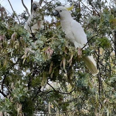 Cacatua galerita (Sulphur-crested Cockatoo) at Umbagong District Park - 1 Dec 2022 by JimL