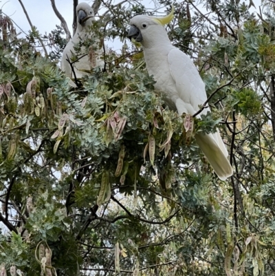 Cacatua galerita (Sulphur-crested Cockatoo) at Latham, ACT - 1 Dec 2022 by JimL