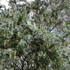 Cacatua galerita at Latham, ACT - 1 Dec 2022