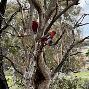 Platycercus elegans at Latham, ACT - 1 Dec 2022 04:04 PM