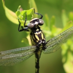 Hemigomphus heteroclytus (Stout Vicetail) at Gigerline Nature Reserve - 30 Nov 2022 by RodDeb