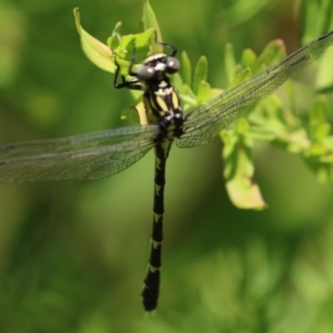 Hemigomphus heteroclytus at Tennent, ACT - 30 Nov 2022