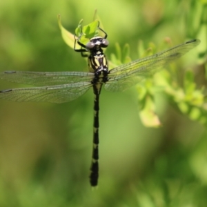 Hemigomphus heteroclytus at Tennent, ACT - 30 Nov 2022