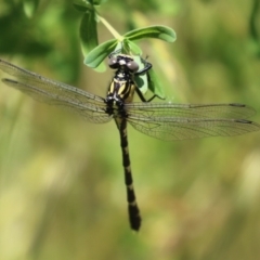 Hemigomphus heteroclytus at Tennent, ACT - 30 Nov 2022