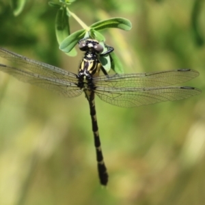 Hemigomphus heteroclytus at Tennent, ACT - 30 Nov 2022