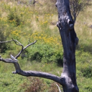 Cacatua sanguinea at Tharwa, ACT - 30 Nov 2022