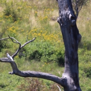 Cacatua sanguinea at Tharwa, ACT - 30 Nov 2022