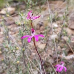 Caladenia congesta (Pink Caps) at Cotter River, ACT - 1 Dec 2022 by BethanyDunne