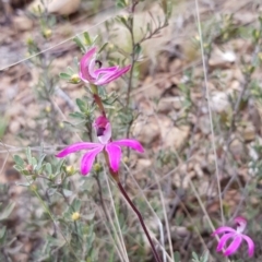 Caladenia congesta at Cotter River, ACT - 1 Dec 2022