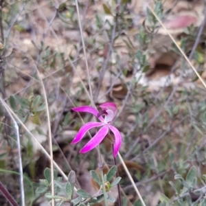 Caladenia congesta at Cotter River, ACT - 1 Dec 2022