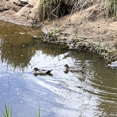 Chenonetta jubata (Australian Wood Duck) at Umbagong District Park - 1 Dec 2022 by JimL