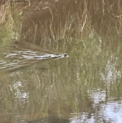 Intellagama lesueurii howittii at Latham, ACT - 1 Dec 2022 04:25 PM