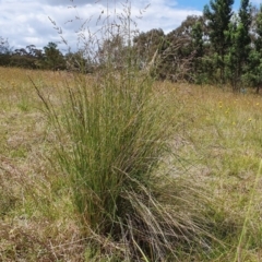 Poa labillardierei (Common Tussock Grass, River Tussock Grass) at Yass River, NSW - 1 Dec 2022 by SenexRugosus