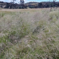 Poa labillardierei at Yass River, NSW - 1 Dec 2022