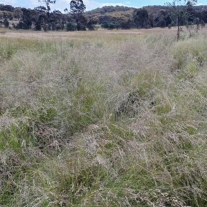 Poa labillardierei at Yass River, NSW - 1 Dec 2022