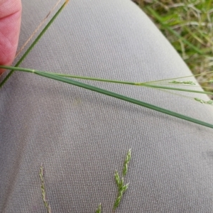 Poa labillardierei at Yass River, NSW - 1 Dec 2022