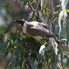 Philemon corniculatus (Noisy Friarbird) at Gigerline Nature Reserve - 30 Nov 2022 by RodDeb