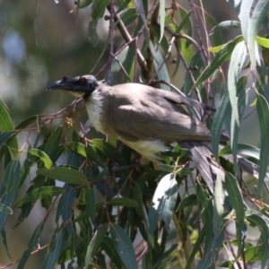 Philemon corniculatus (Noisy Friarbird) at suppressed by RodDeb