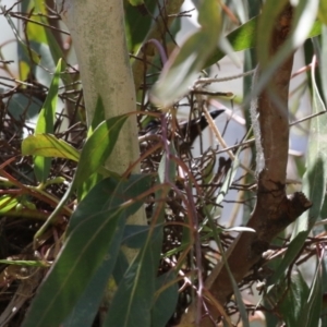 Philemon corniculatus at Tennent, ACT - 30 Nov 2022 01:37 PM