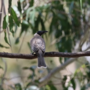 Philemon corniculatus at Tennent, ACT - 30 Nov 2022 01:37 PM