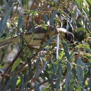 Philemon corniculatus at Tennent, ACT - 30 Nov 2022 01:37 PM