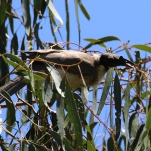 Philemon corniculatus at Tennent, ACT - 30 Nov 2022 01:37 PM