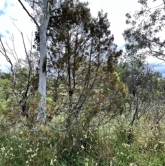 Callitris endlicheri (Black Cypress Pine) at Latham, ACT - 1 Dec 2022 by JimL