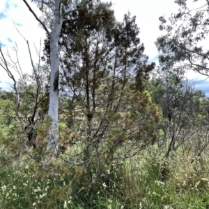 Callitris endlicheri at Latham, ACT - 1 Dec 2022