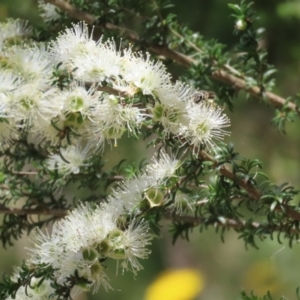 Kunzea ambigua at Tennent, ACT - 30 Nov 2022