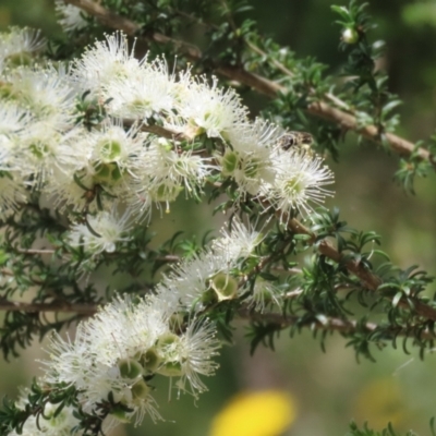 Kunzea ambigua (White Kunzea) at Tennent, ACT - 30 Nov 2022 by RodDeb