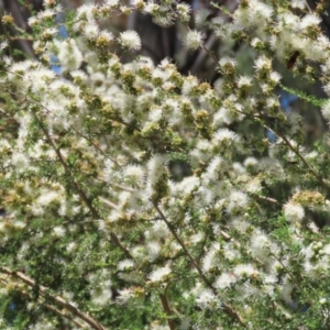 Kunzea ambigua at Tennent, ACT - suppressed