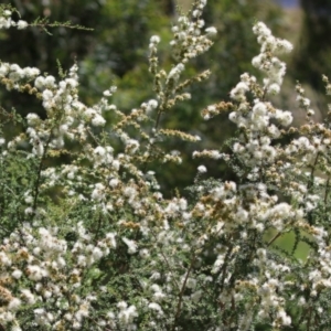 Kunzea ambigua at Tennent, ACT - suppressed