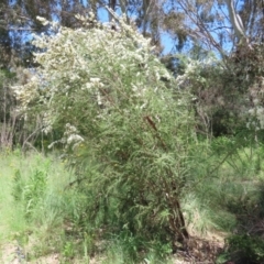 Kunzea ambigua at Tennent, ACT - suppressed