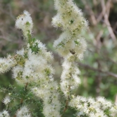 Kunzea ambigua at Tennent, ACT - suppressed