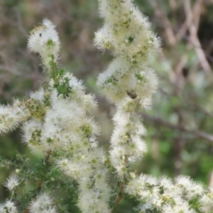 Kunzea ambigua at Tennent, ACT - 30 Nov 2022