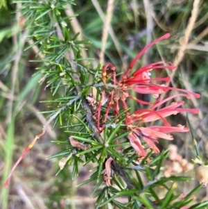 Grevillea juniperina subsp. fortis at Latham, ACT - 1 Dec 2022