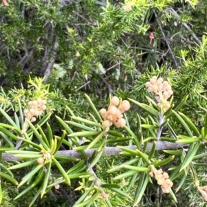 Grevillea juniperina subsp. fortis at Latham, ACT - 1 Dec 2022
