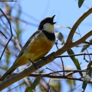 Pachycephala rufiventris at Tennent, ACT - 30 Nov 2022