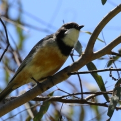 Pachycephala rufiventris at Tennent, ACT - 30 Nov 2022