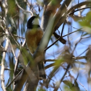 Pachycephala rufiventris at Tennent, ACT - 30 Nov 2022